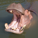 Illustration for article titled Terrifying First-Hand Account From a Man Who Was Swallowed By a Hippo